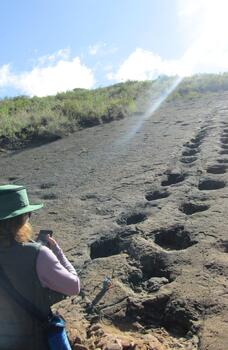 <!DOCTYPE html>
<html>
<head>
</head>
<body>
<p>El Parque Nacional de ToroToro se encuentra al norte del departamento de Potos&iacute;, provincia Charcas a una altitud de 1600 a 3600 msnm. Aunque se ubica fuera del departamento de Cochabamba, el punto de partida y el ingreso se debe hacer desde esta ciudad porque s&oacute;lo les separan 138 km de distancia, atravesando el valle alto (Tarata, Huayculi, Anzaldo y Thayapaya) para llegar al Parque.</p>
<p>ToroToro tiene una superficie de 165 km2 y un clima templado, t&iacute;pico de la regi&oacute;n de los valles secos interandinos. La regi&oacute;n es t&iacute;picamente monta&ntilde;osa con profundos ca&ntilde;ones, valles y ca&iacute;das de agua. De belleza exuberante, TotoToro muestra los vestigios de la historia y de su extraordinaria riqueza natural, siendo un lugar ideal para realizar investigaciones paleontol&oacute;gicas, arqueol&oacute;gicas y culturales por su riqueza en f&oacute;siles, huellas de dinosaurios y restos.</p>
<p>Seg&uacute;n las investigaciones, en el Parque Nacional de ToroToro existen alrededor de 2.000 pisadas de dinosaurios, entre ellos los saur&oacute;podos, anquilosaurios, ter&oacute;podos&nbsp; y dromeos&aacute;uridos.</p>
</body>
</html>